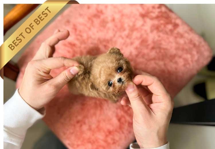 POODLE (COMI) - Image 2