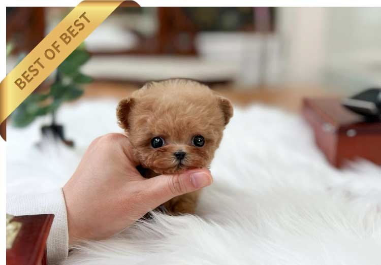 POODLE (COMI) - Image 3