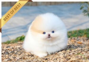POMERANIAN (LOUIS)(with blue eyes)