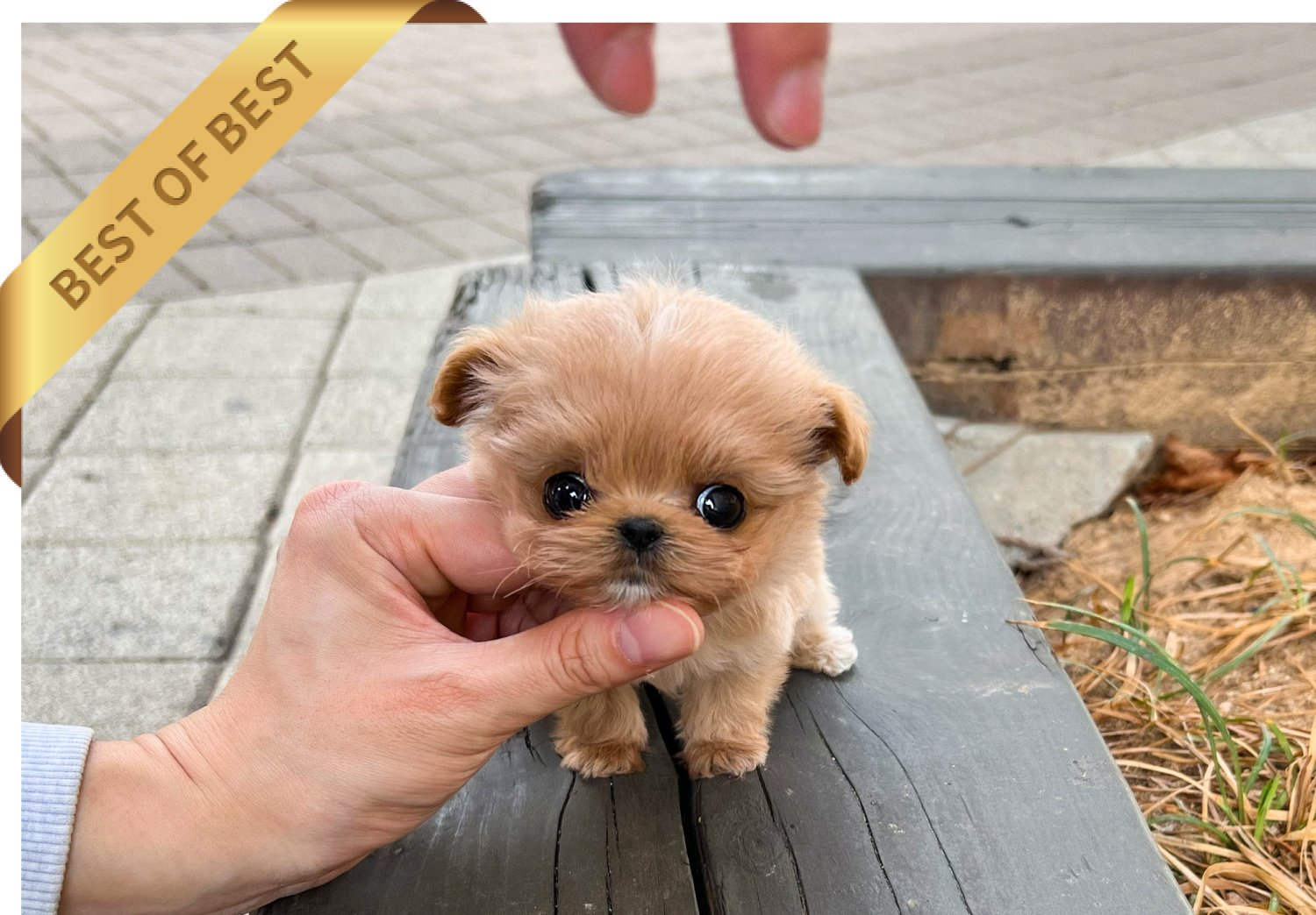Mini Rumi MALTIPOO (RUMI) SOLD – Mini Teacup Puppy