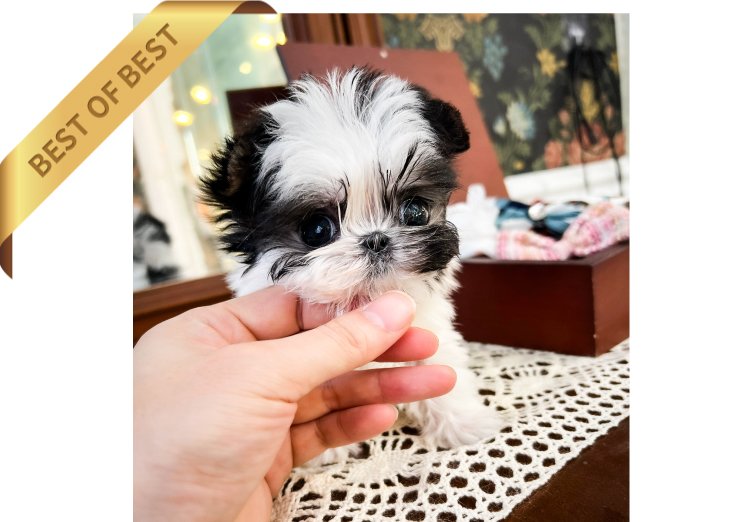 SHIH TZUS (MIN) SOLD – Mini Teacup Puppy