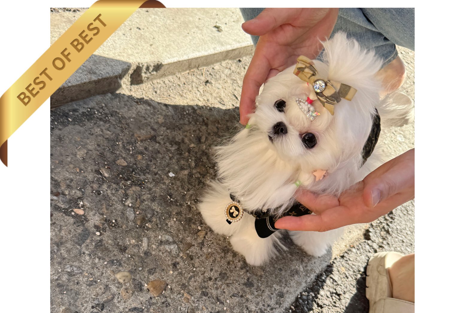 MALTESE (RIO) - Image 5