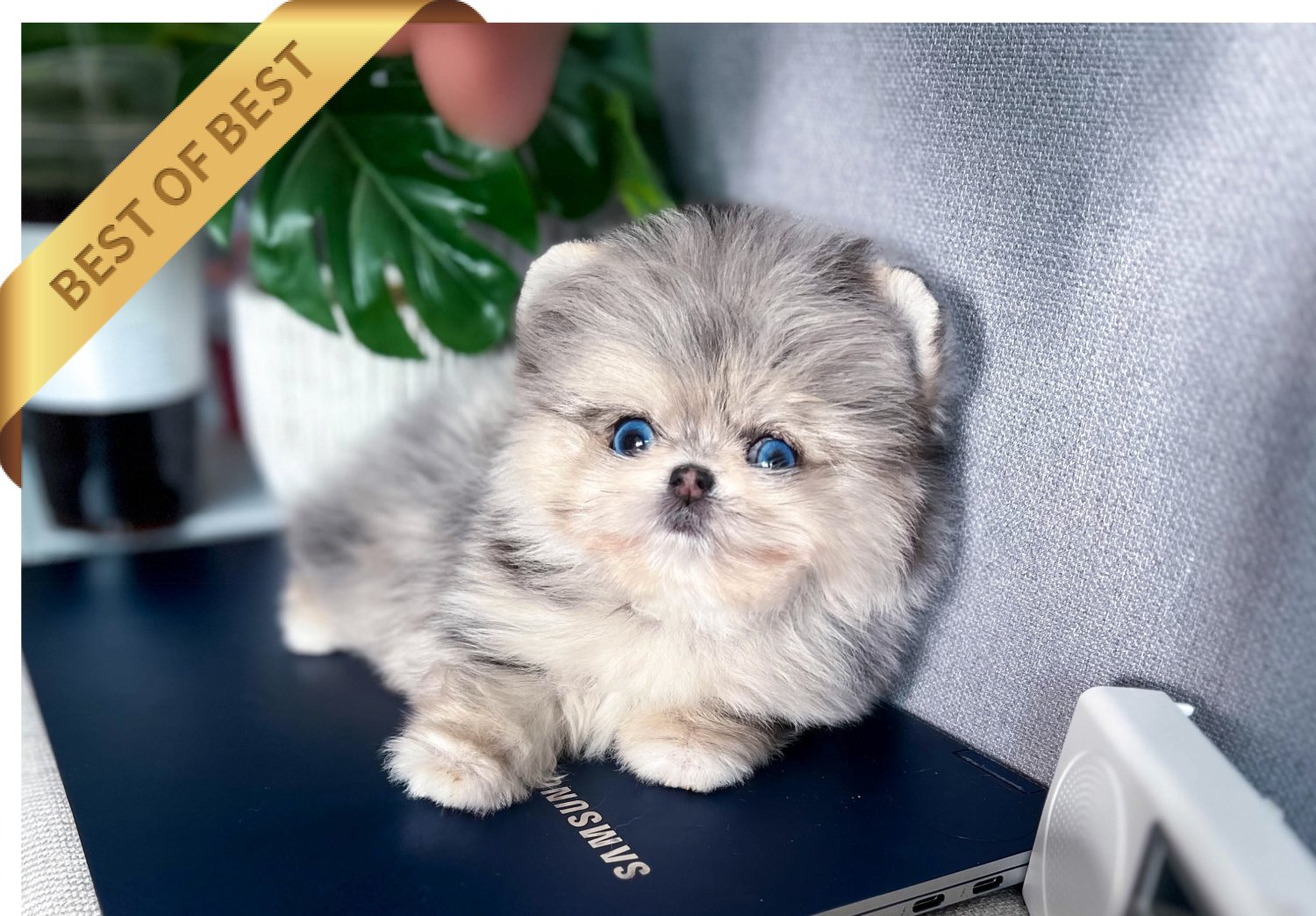 POMSKY (RIKI) - Image 2