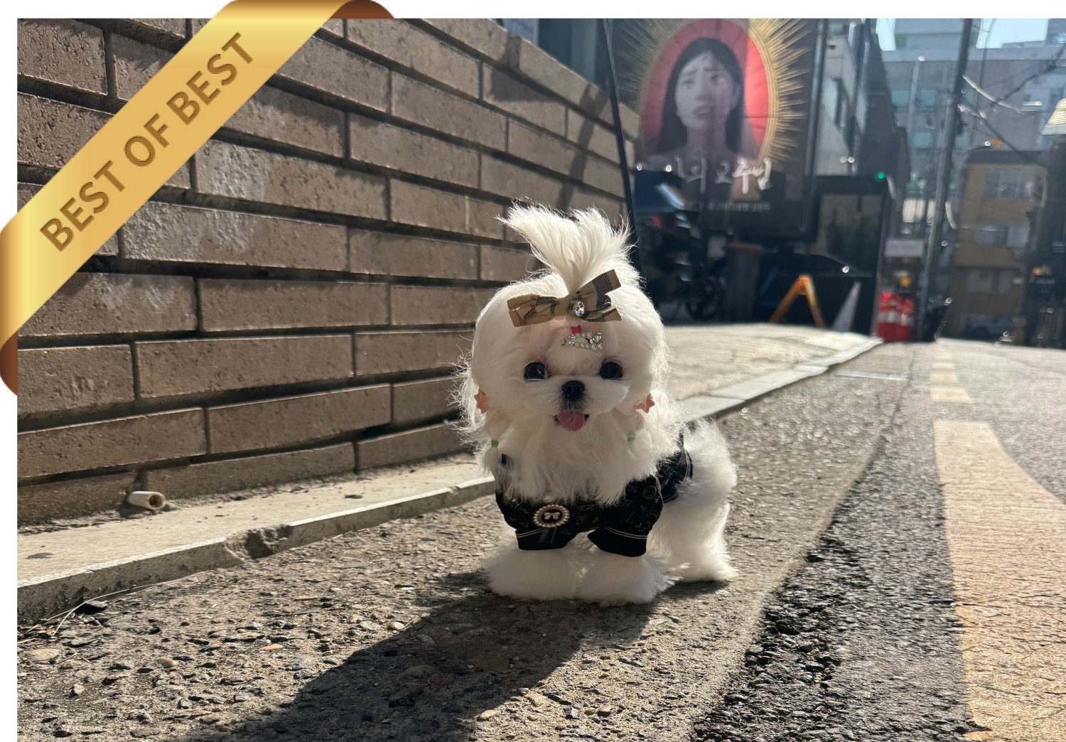 MALTESE (RIO) - Image 7