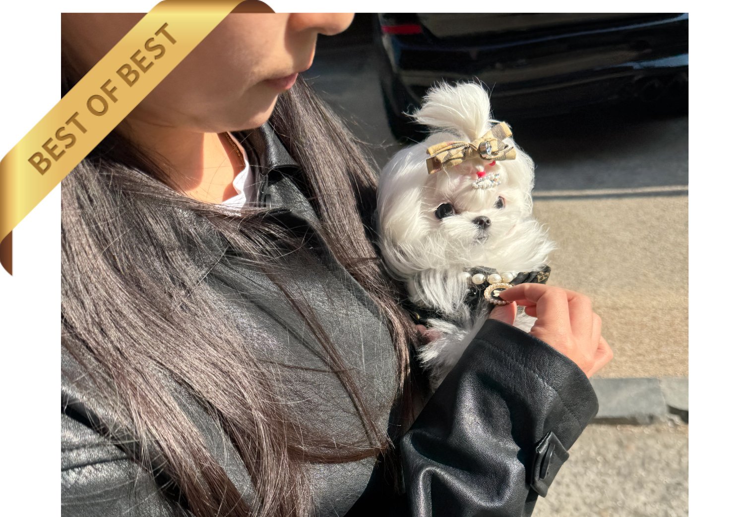 MALTESE (RIO) - Image 6