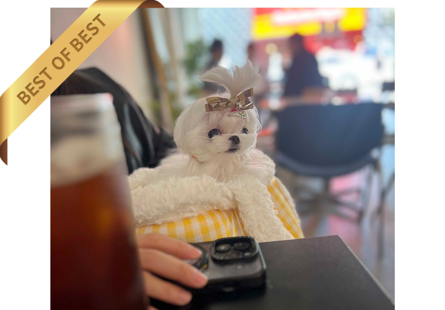 MALTESE (RIO) - Image 3