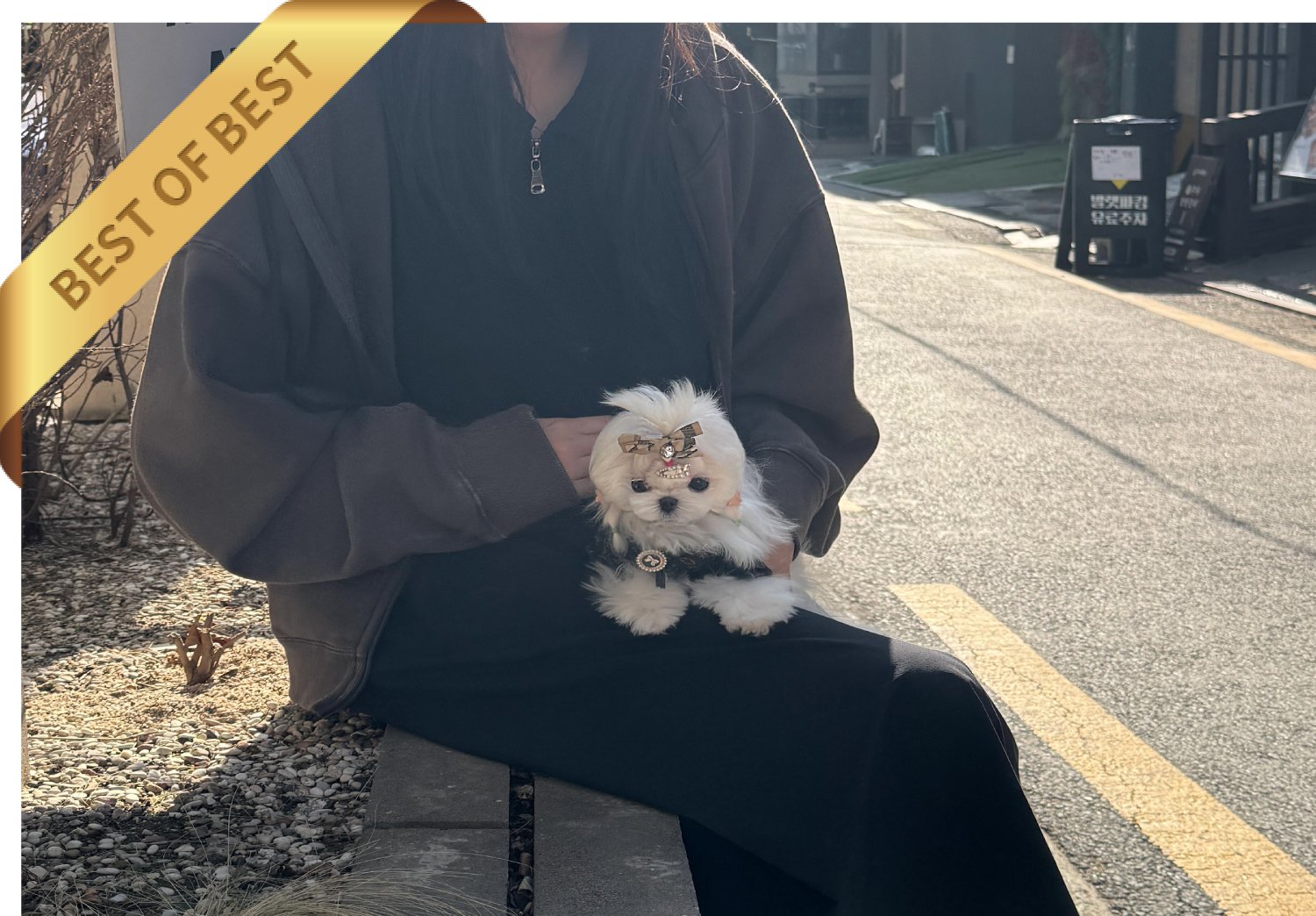 MALTESE (RIO) - Image 4