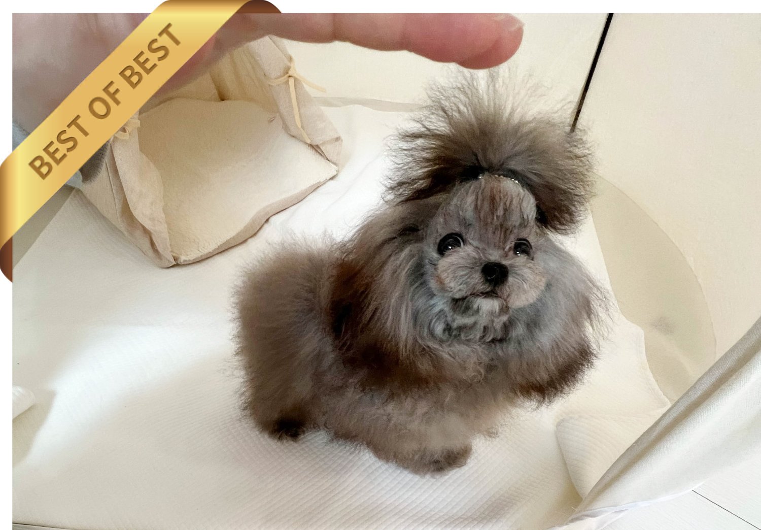 POODLE (MINKY) - Image 2