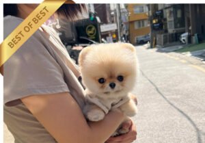 POMERANIAN (PUNCH) SOLD