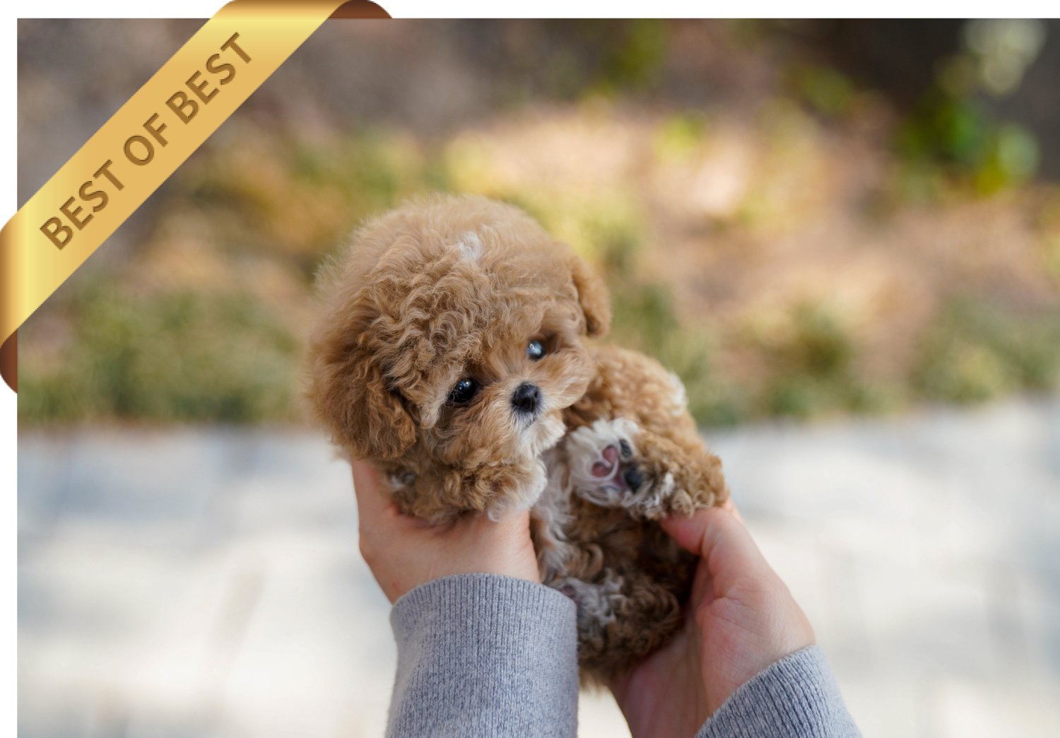 POODLE (SOO) SOLD - Image 3