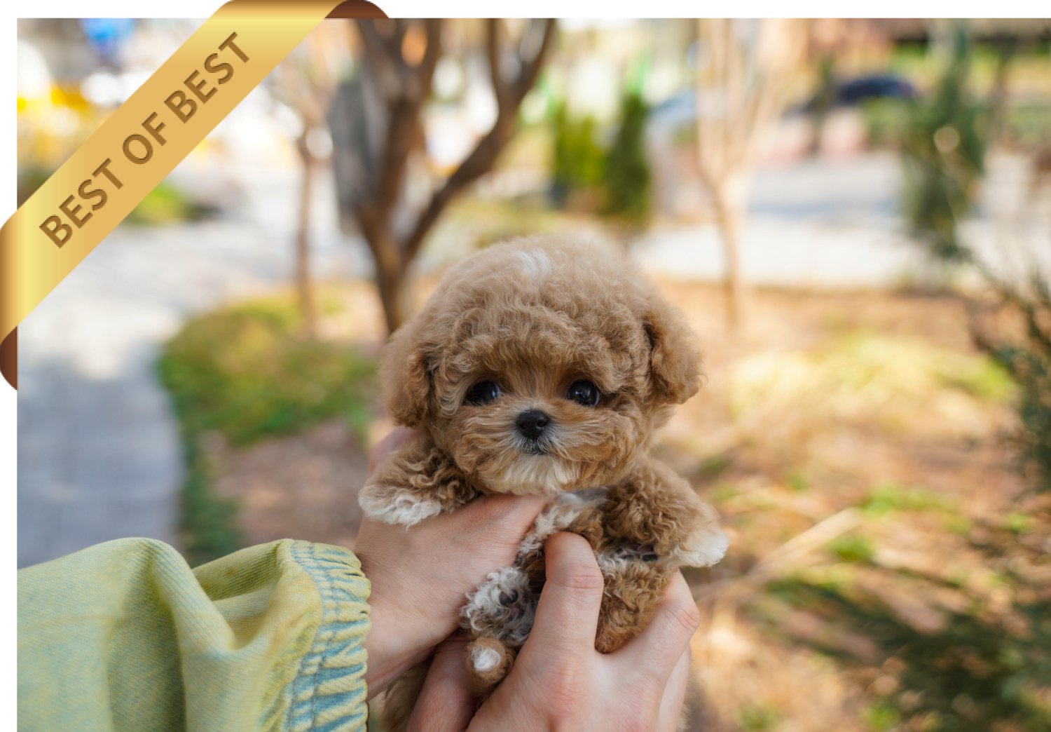 POODLE (SOO) SOLD - Image 4