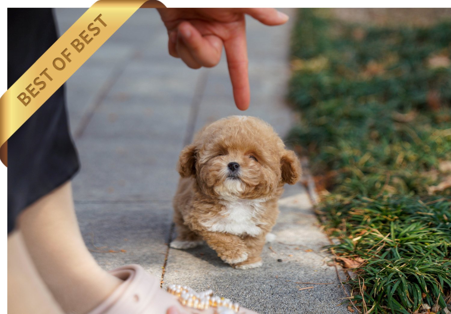 POODLE (SOO) SOLD - Image 2