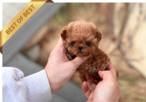 MALTIPOO (RERE) SOLD