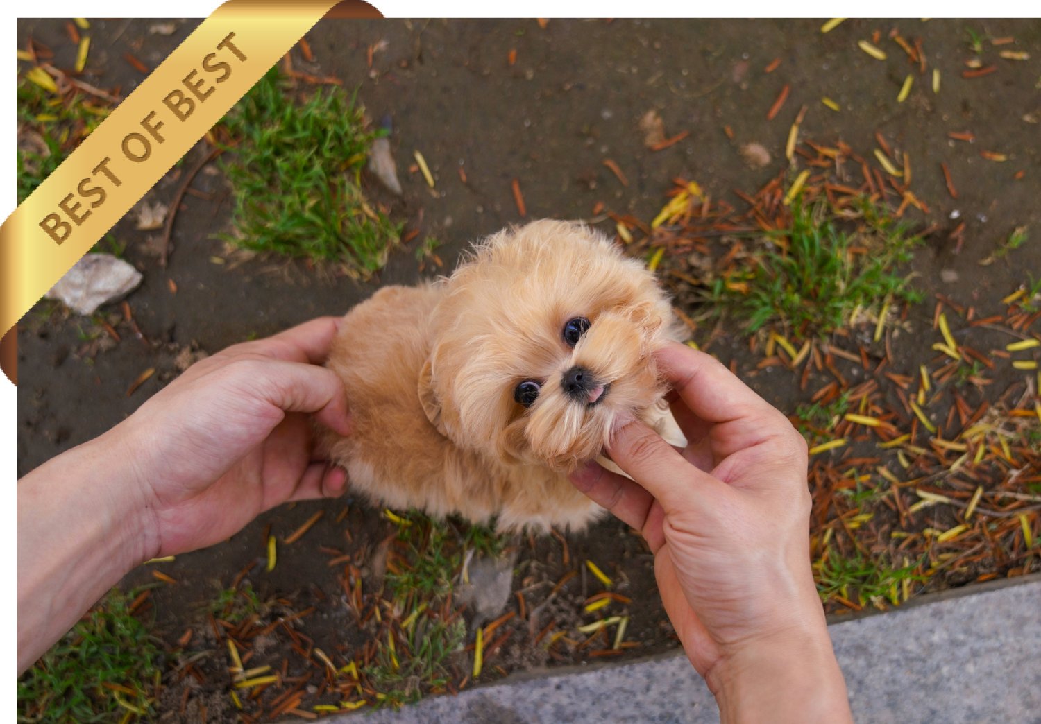 MALTIPOO (LOVE)