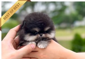POMERANIAN (HAILEY)