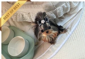 YORKSHIRE TERRIER (KUMI)