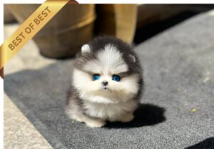 POMSKY (LOUIS)