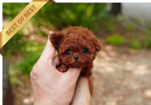 POODLE (COACH)