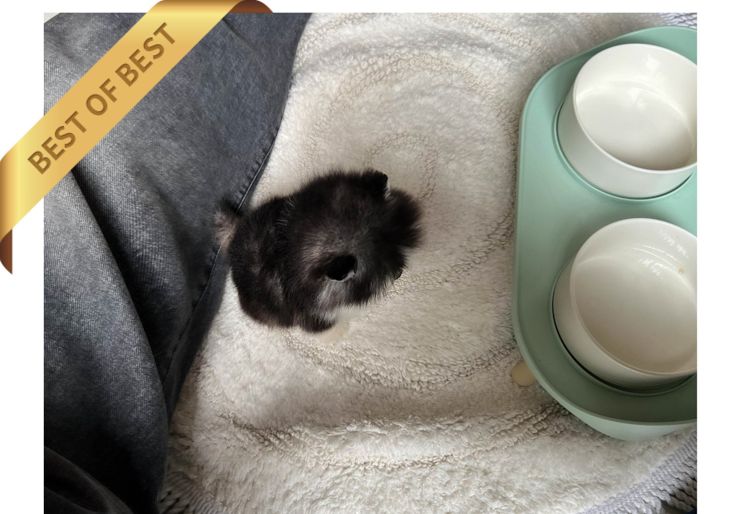 POMSKY (JACK) - Image 4