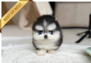 POMSKY (JACK)