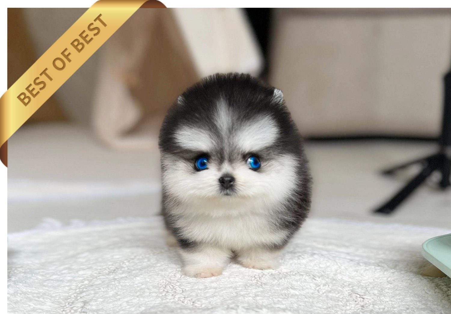 POMSKY (JACK)