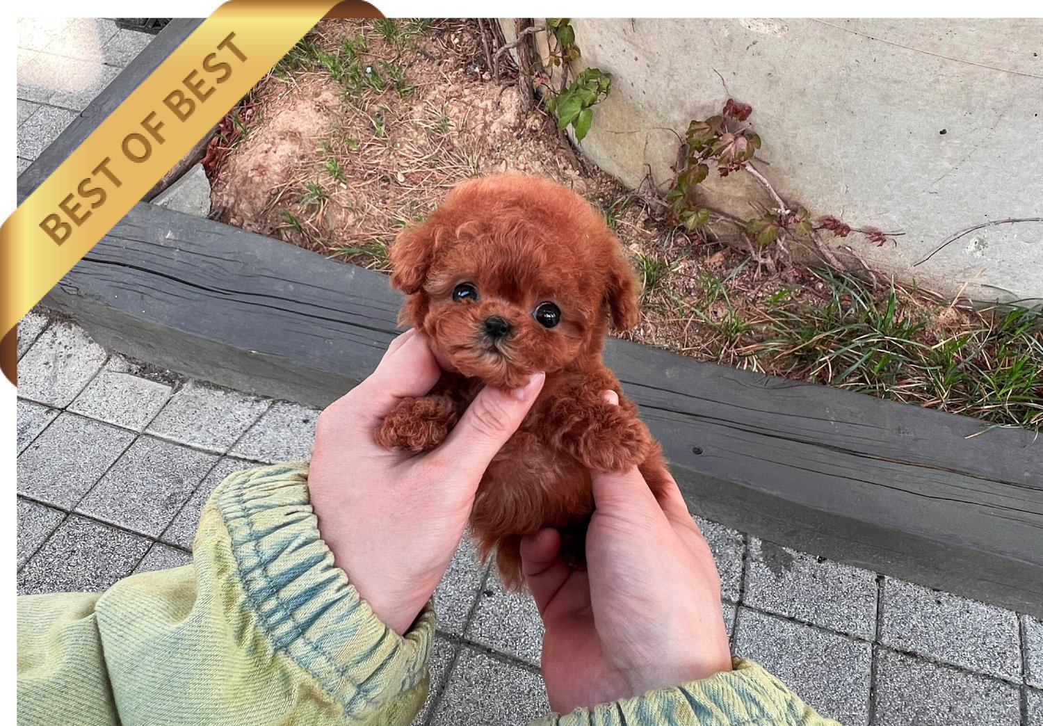 POODLE (LEON) - Image 3
