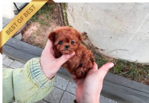 POODLE (LEON)