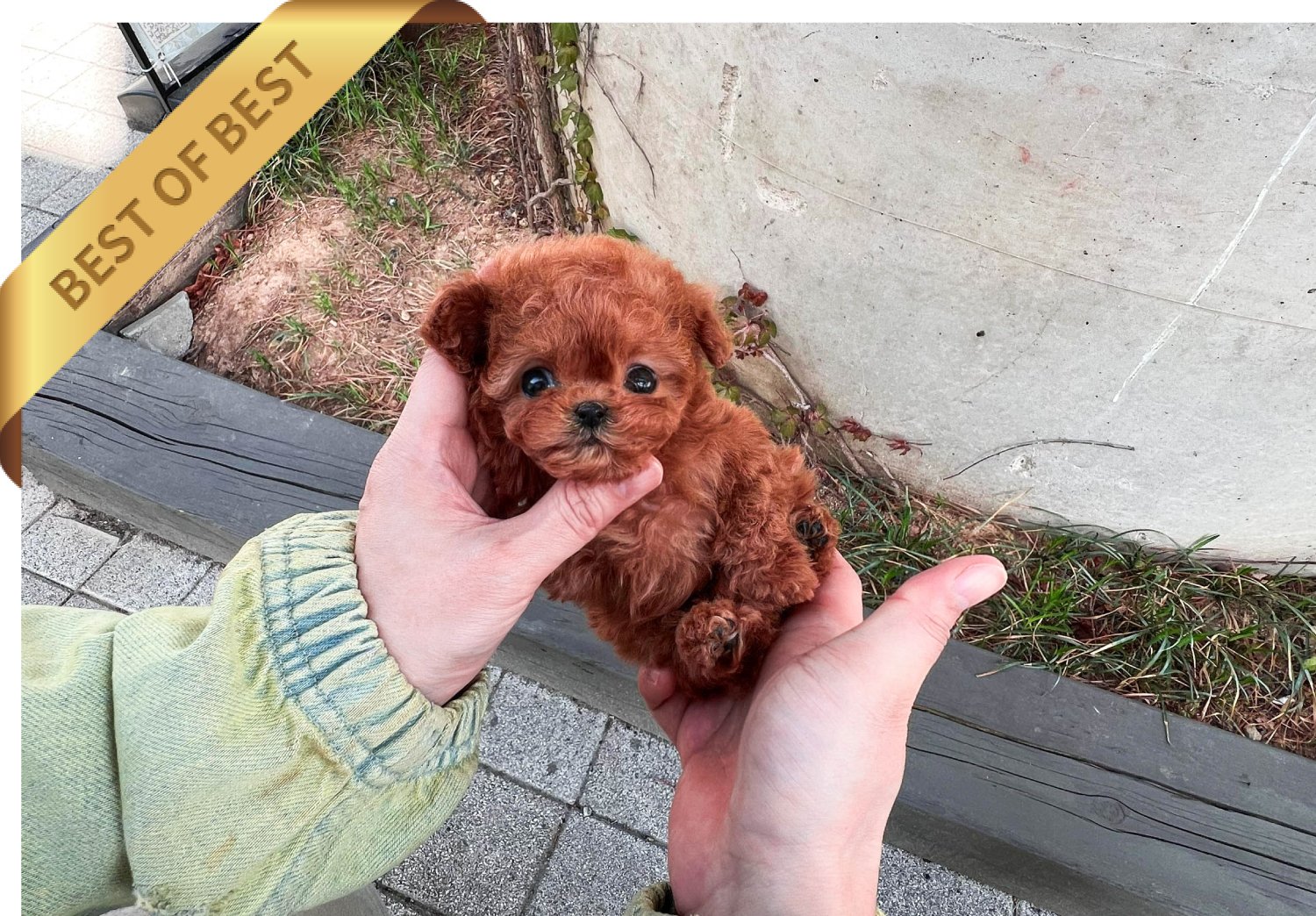 POODLE (LEON)