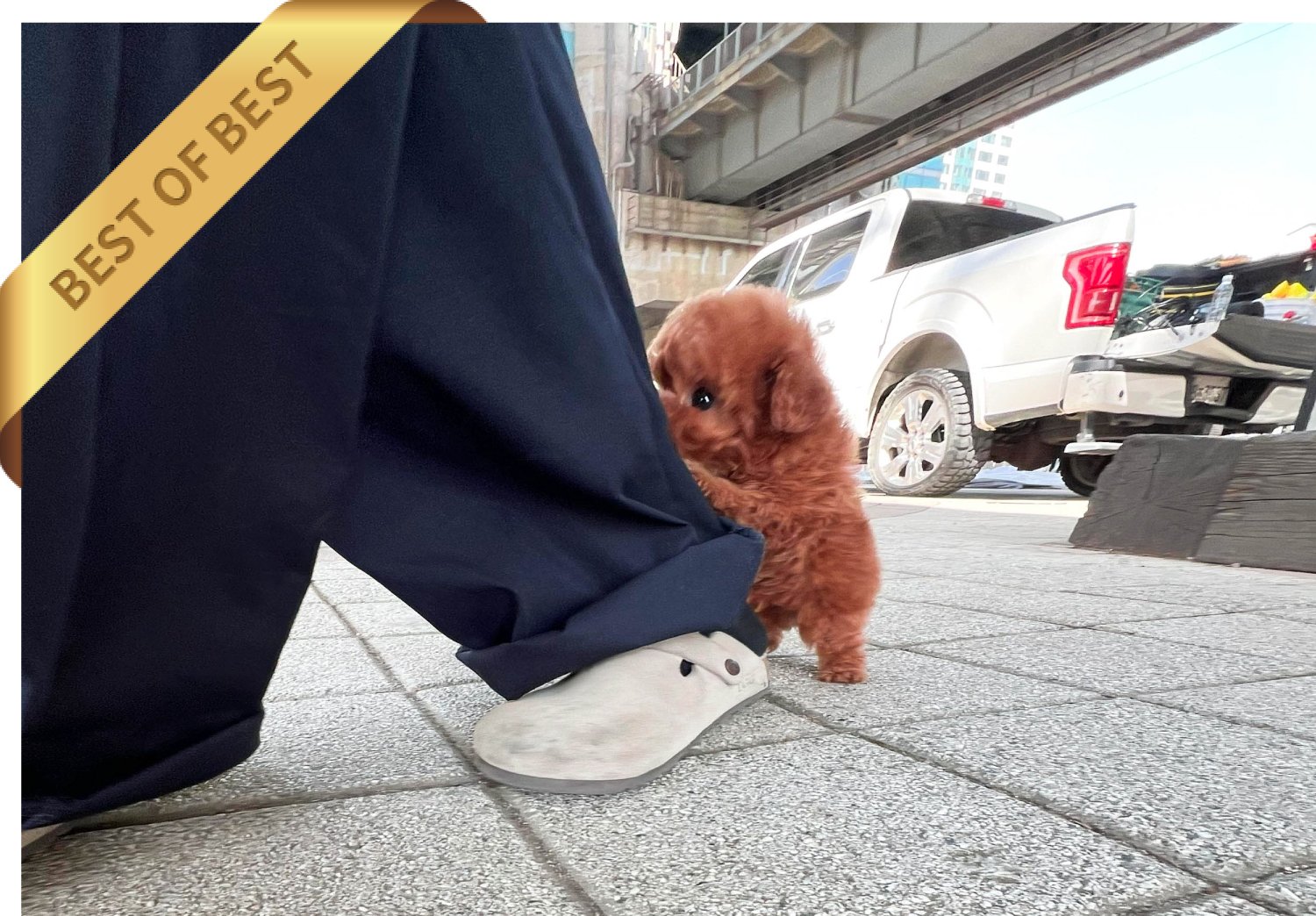 POODLE (LEON) - Image 2