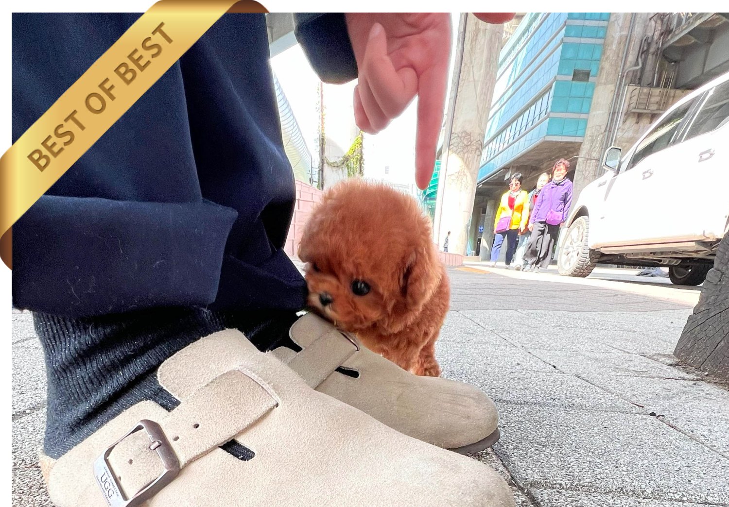 POODLE (LEON) - Image 4