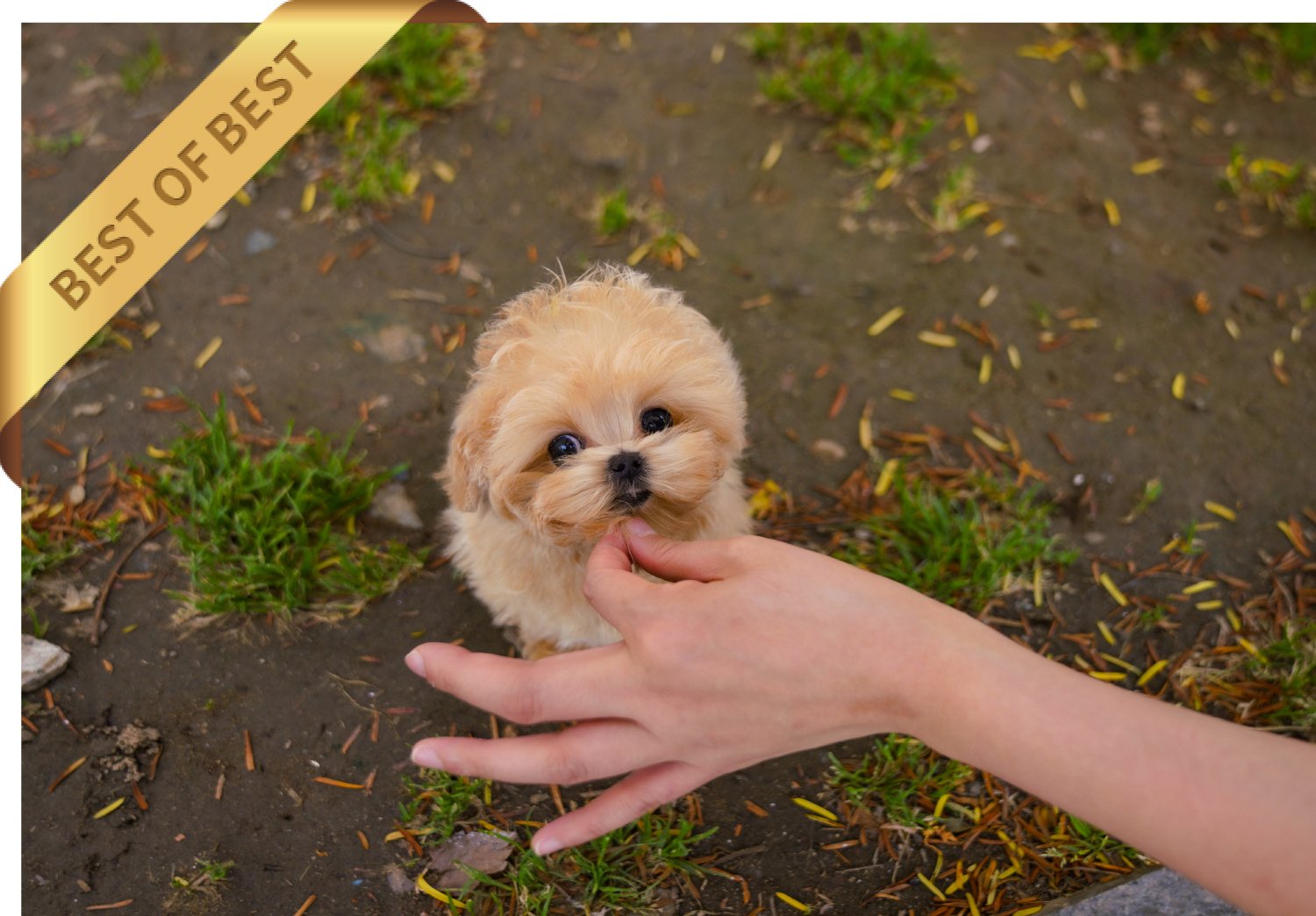 MALTIPOO (LOVE) - Image 2