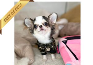CHIHUAHUA (ROBIN)  summer sale!