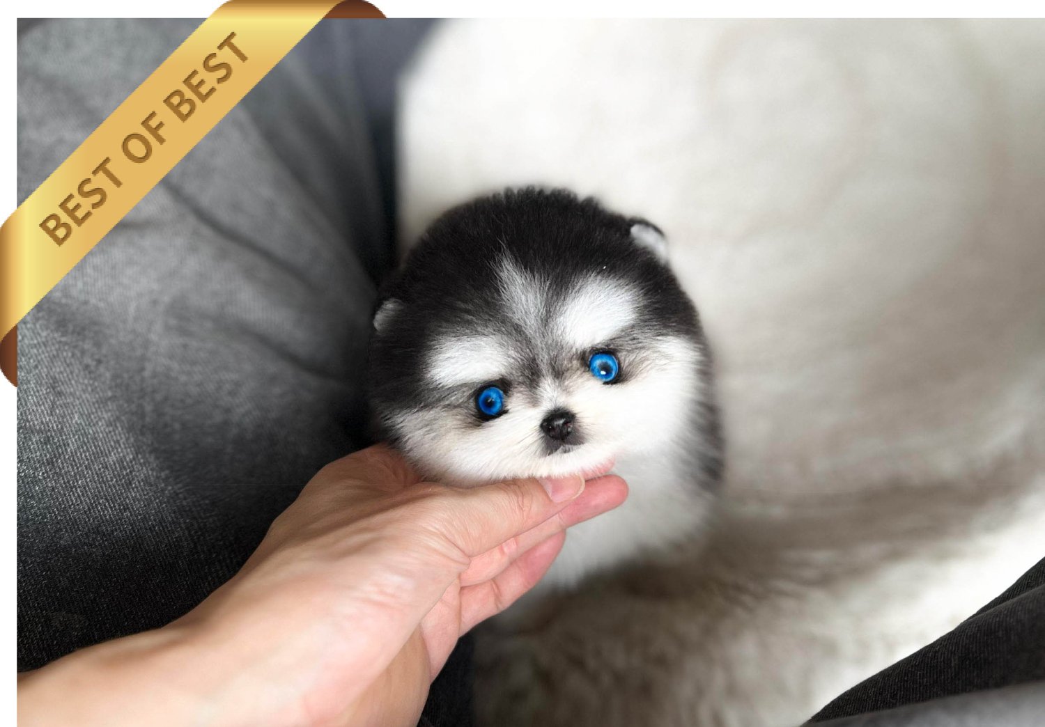 POMSKY (JACK) - Image 3