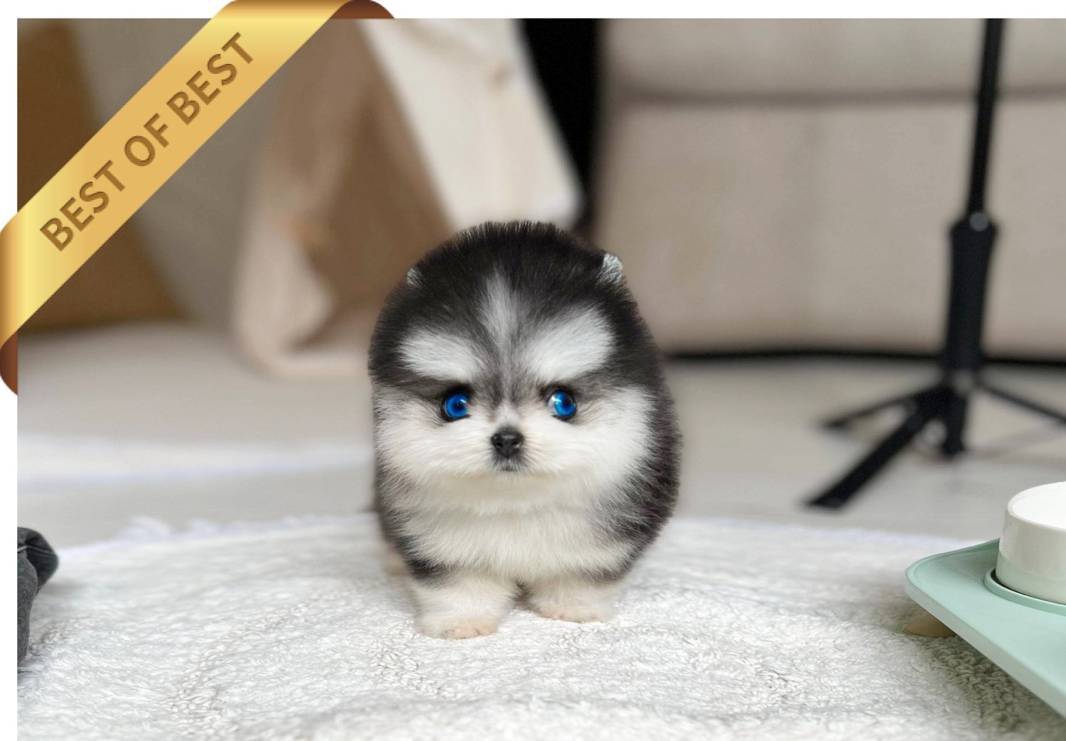 POMSKY (JACK) - Image 2