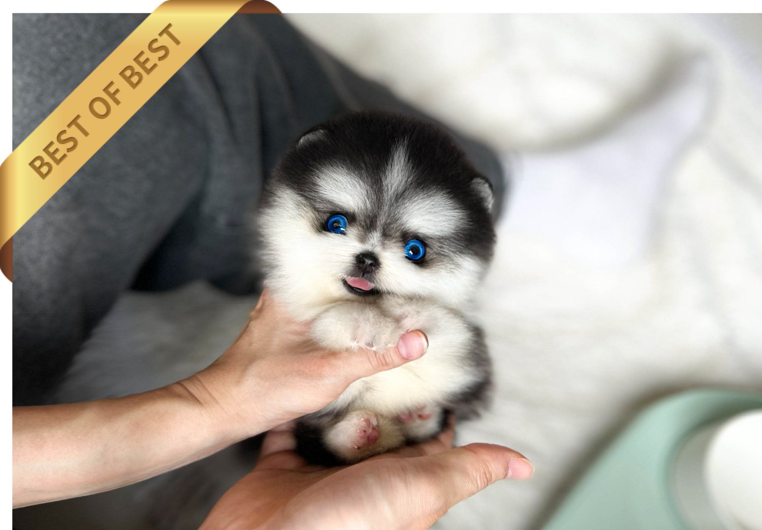 POMSKY (JACK) - Image 3