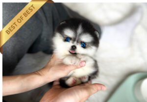 POMSKY (JACK)