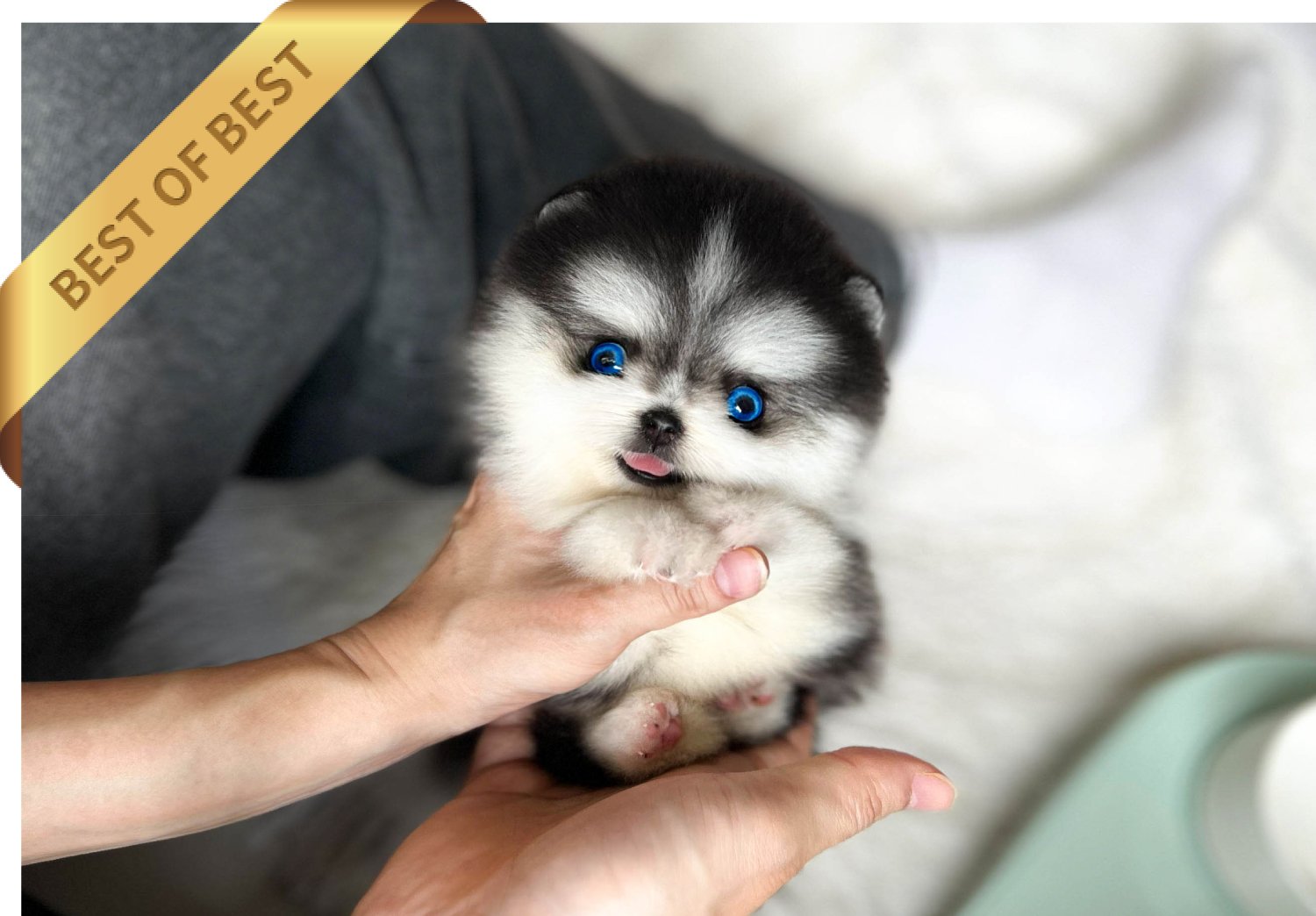 POMSKY (JACK)