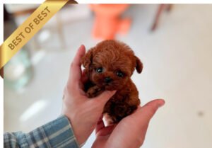POODLE (KUN)