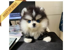 POMSKY (JACK)