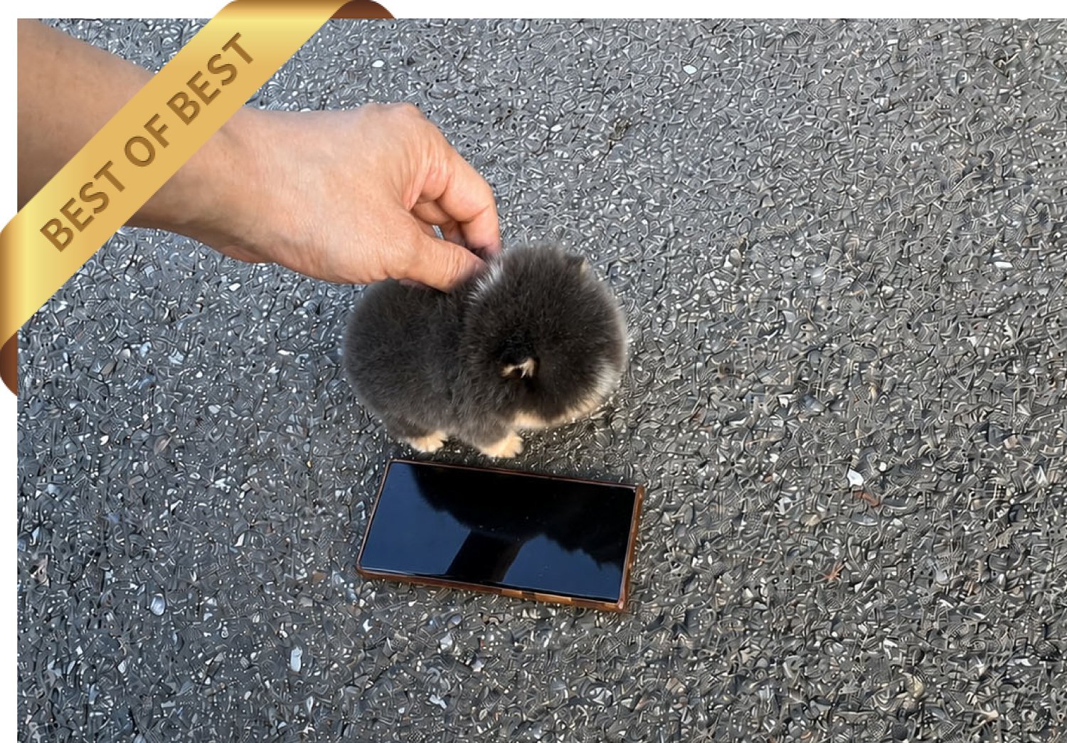 POMSKY (RICH) - Image 4