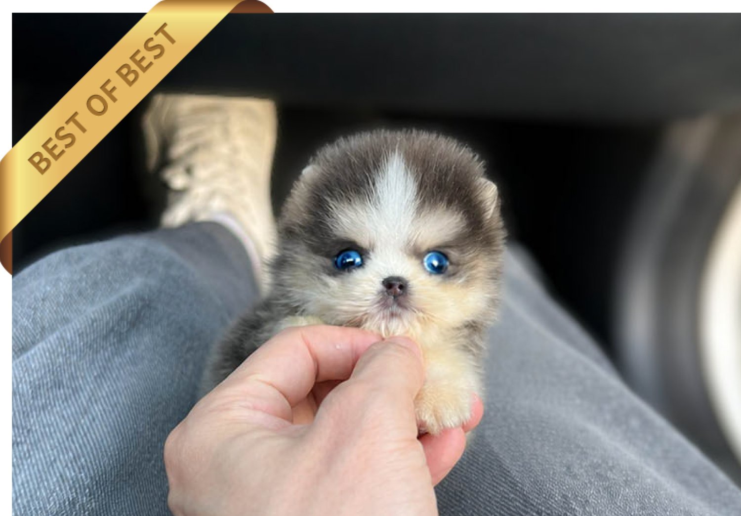 POMSKY (RICH)