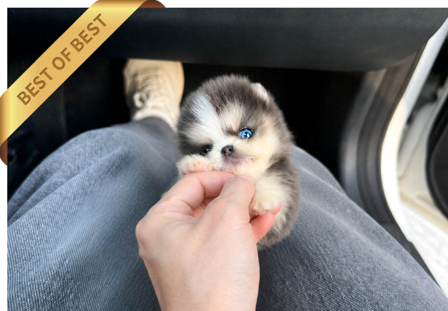 POMSKY (RICH) - Image 3