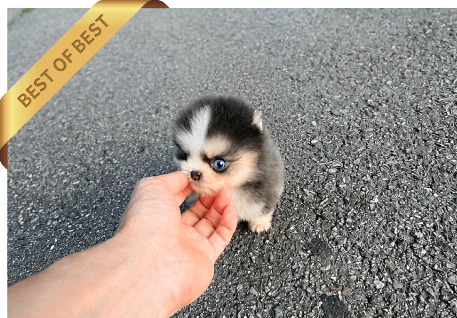 POMSKY (RICH) - Image 2