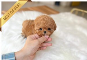POODLE (COMI) SOLD