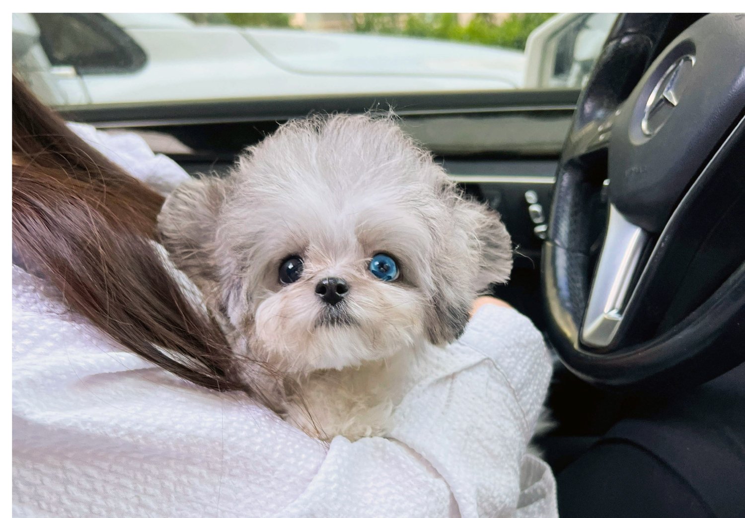 MALTIPOO (KAI)