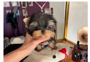 YORKSHIRE TERRIER (KONG)