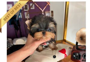 YORKSHIRE TERRIER (KONG)