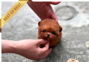 POODLE (CHUU)