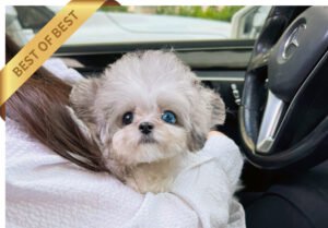 MALTIPOO (KAI)