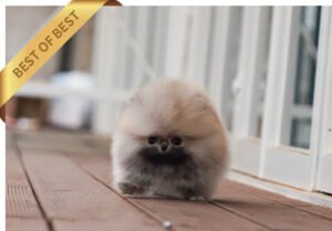 POMERANIAN (JAJANG)